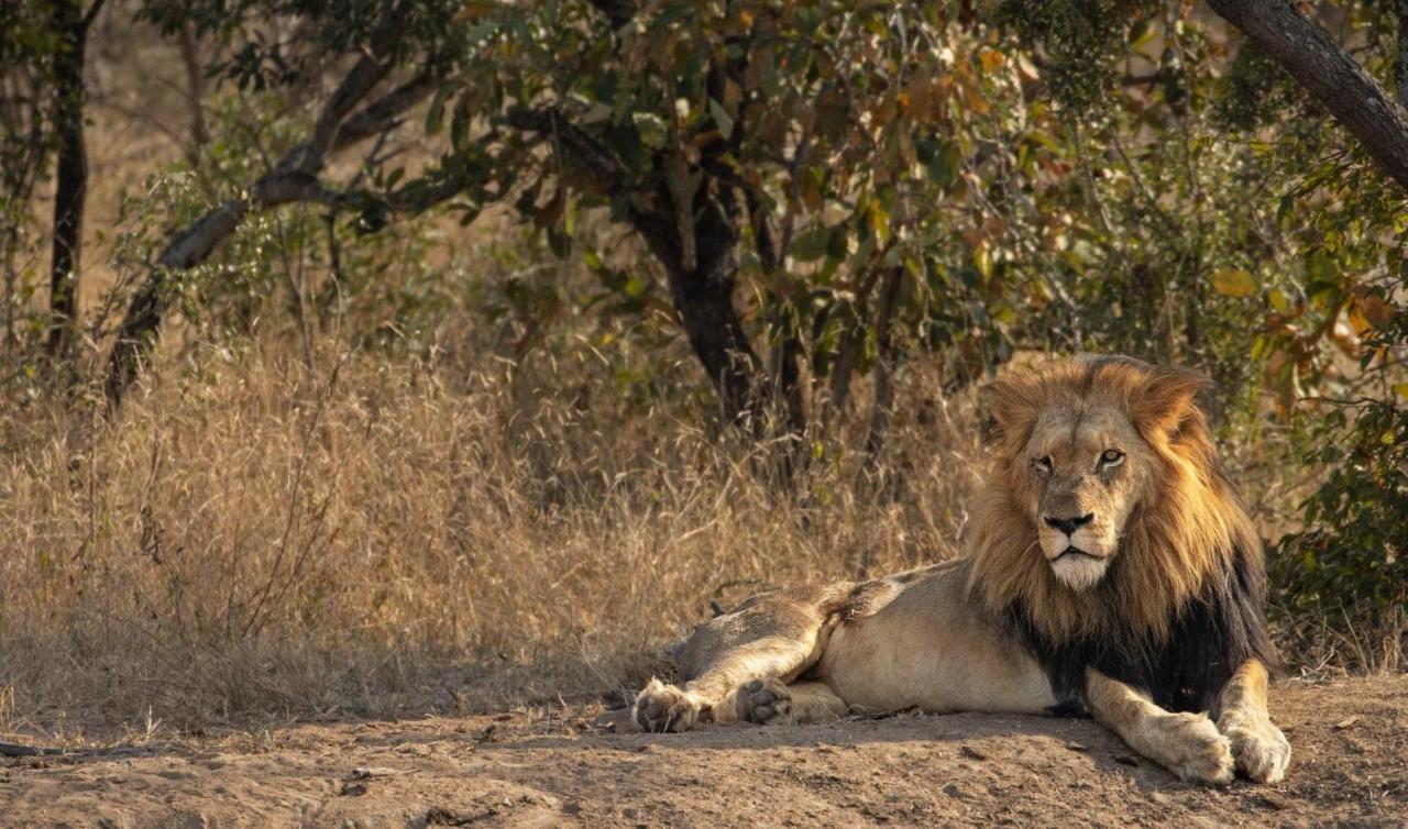 Vila Kapama Karula Kapama Game Reserve Exteriér fotografie