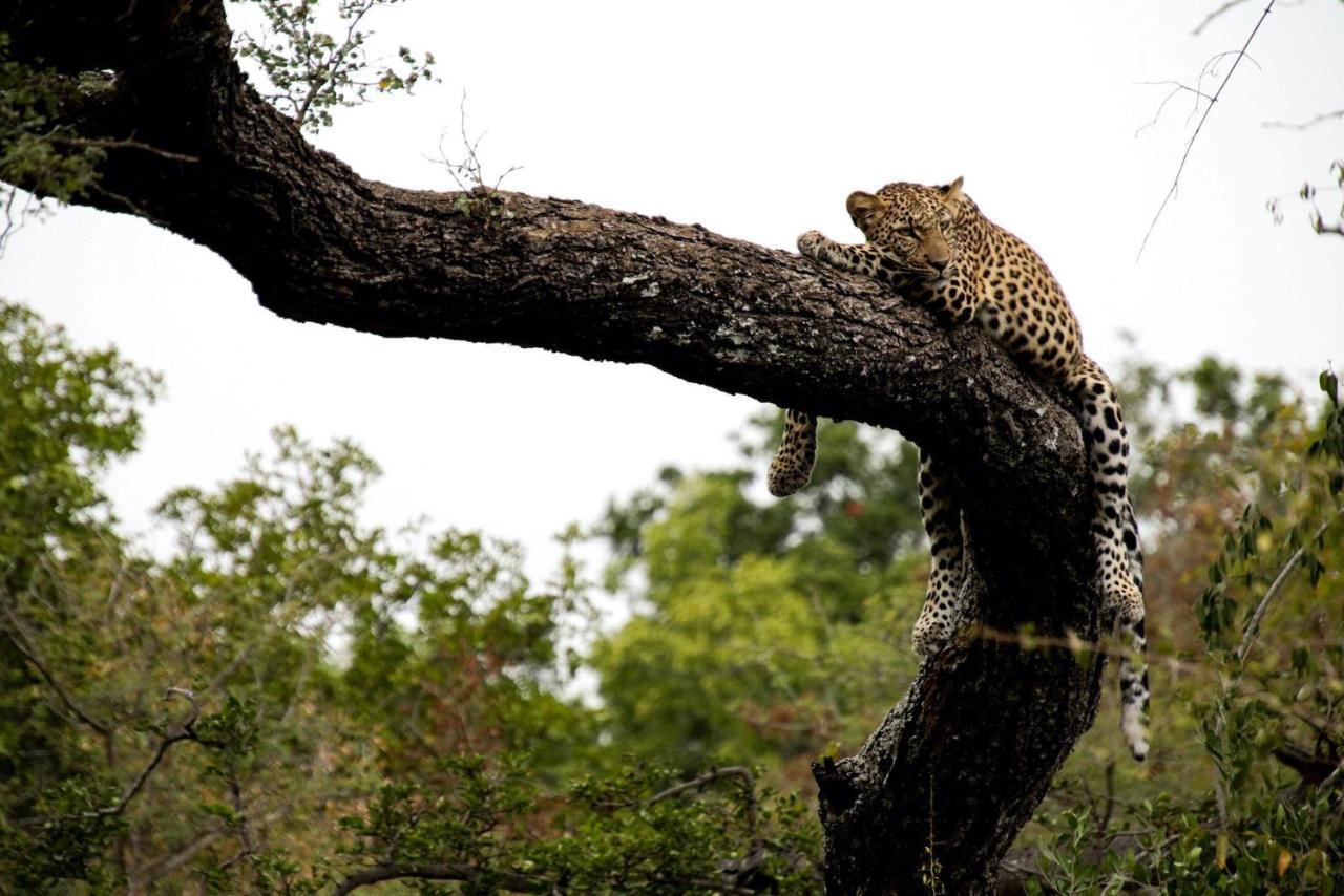 Vila Kapama Karula Kapama Game Reserve Exteriér fotografie