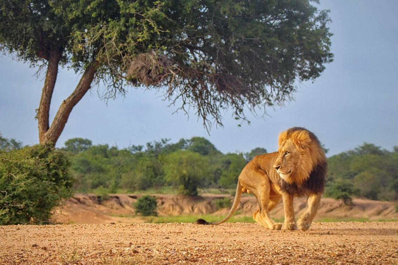 Vila Kapama Karula Kapama Game Reserve Exteriér fotografie